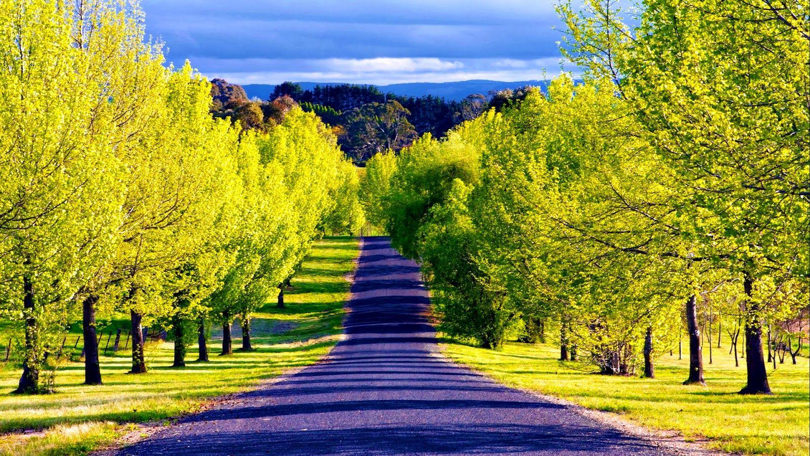 Tree Pathway Guide